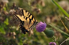 Tiger Swallowtail butterfly on Bull Thistle