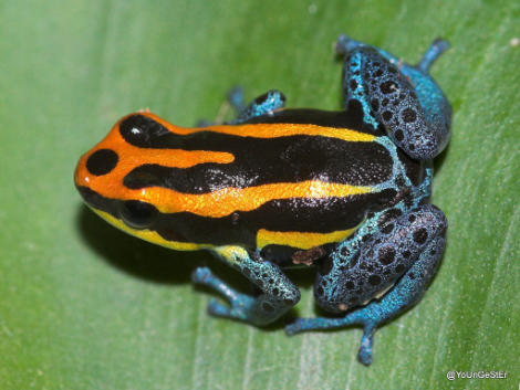 Poison dart frog, Ranitomeya amazonica, on wikipedia.com